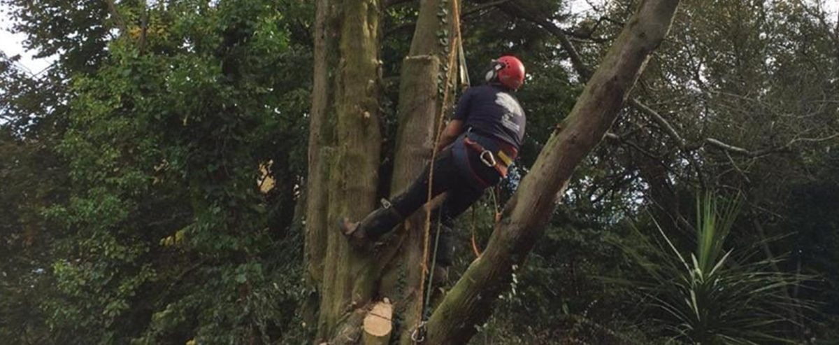 Spotting and tackling fruit tree diseases - Arborcure Tree Surgery