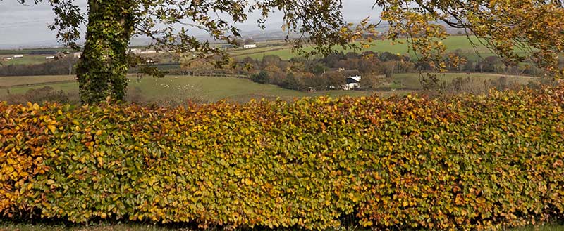 How Quickly Does Beech Hedging Grow?