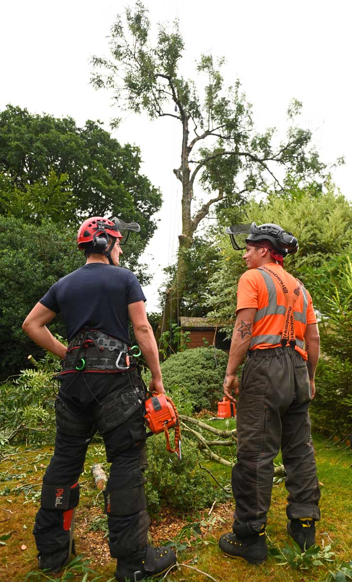 Arborcure employees in safety gear holding chainsaw in hand, taking a look up at the tree they are removing