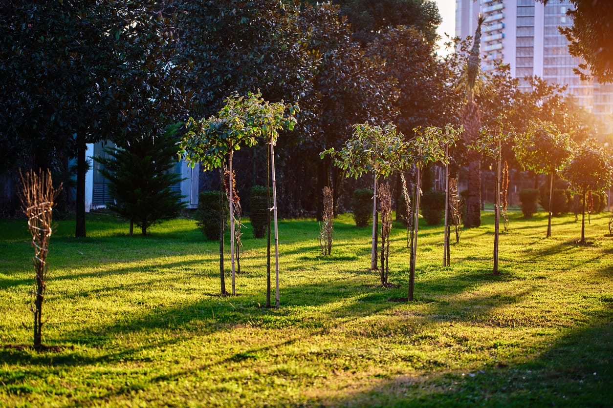 newly planted trees