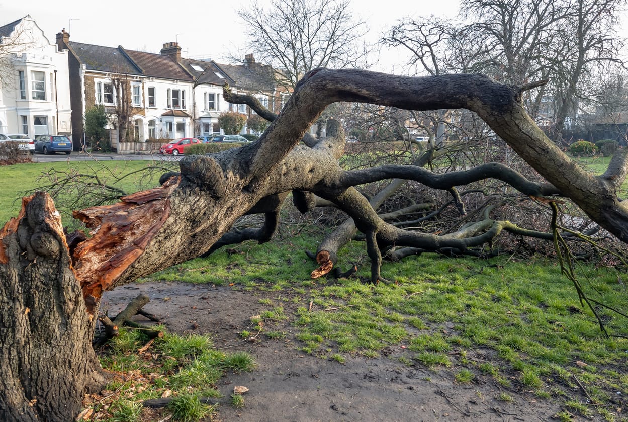 storm damaged tree in a park