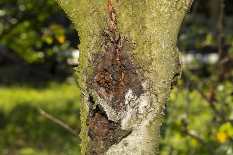 diseased tree