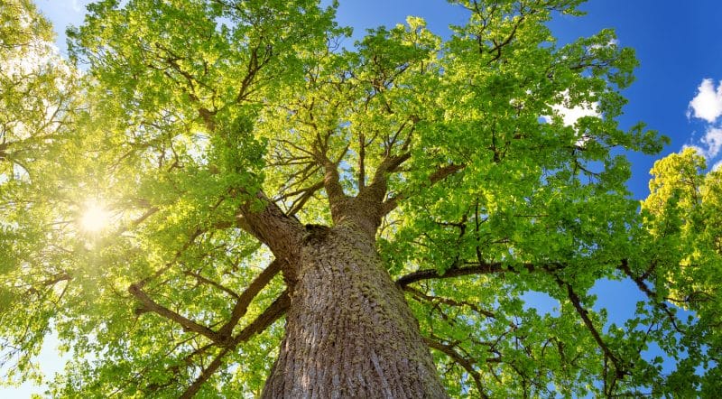tree foliage