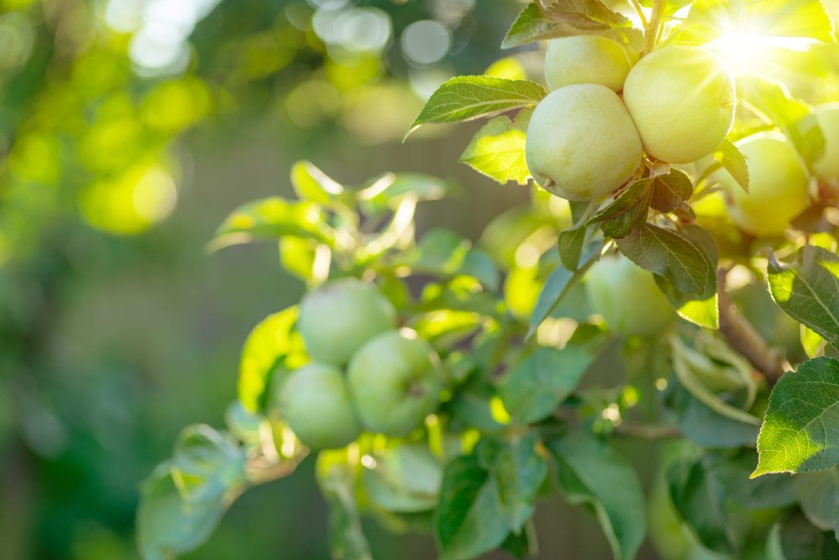 Pruning Fruit Trees In The Summer - What You Need To Know