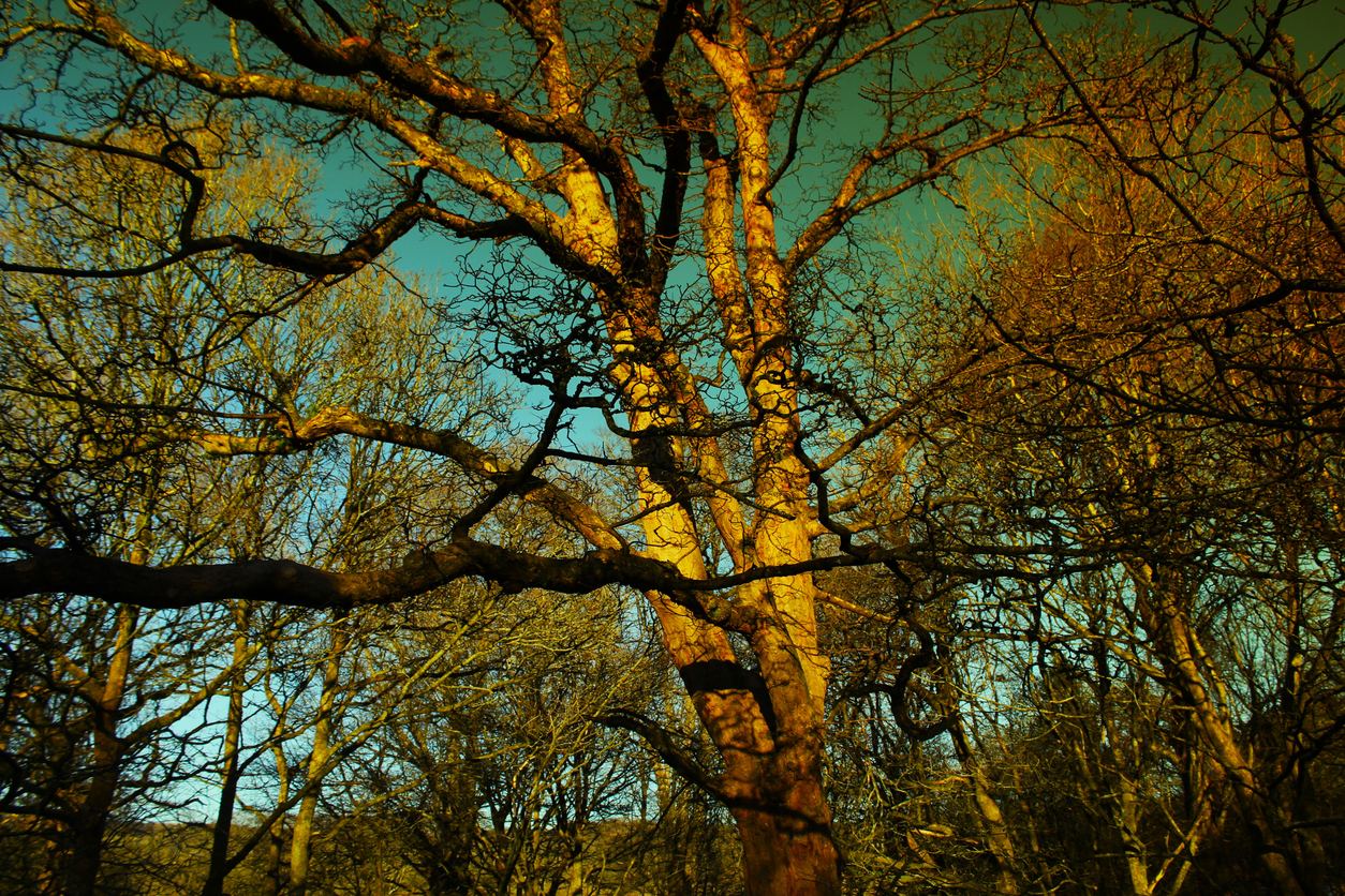 an image of a tree